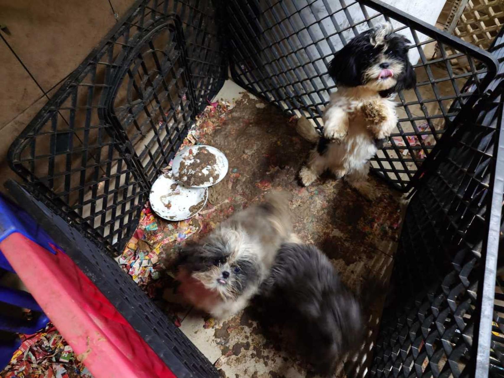 Nielegalna hodowla psów w powiecie krakowskim. Ponad 50 zwierząt odebranych