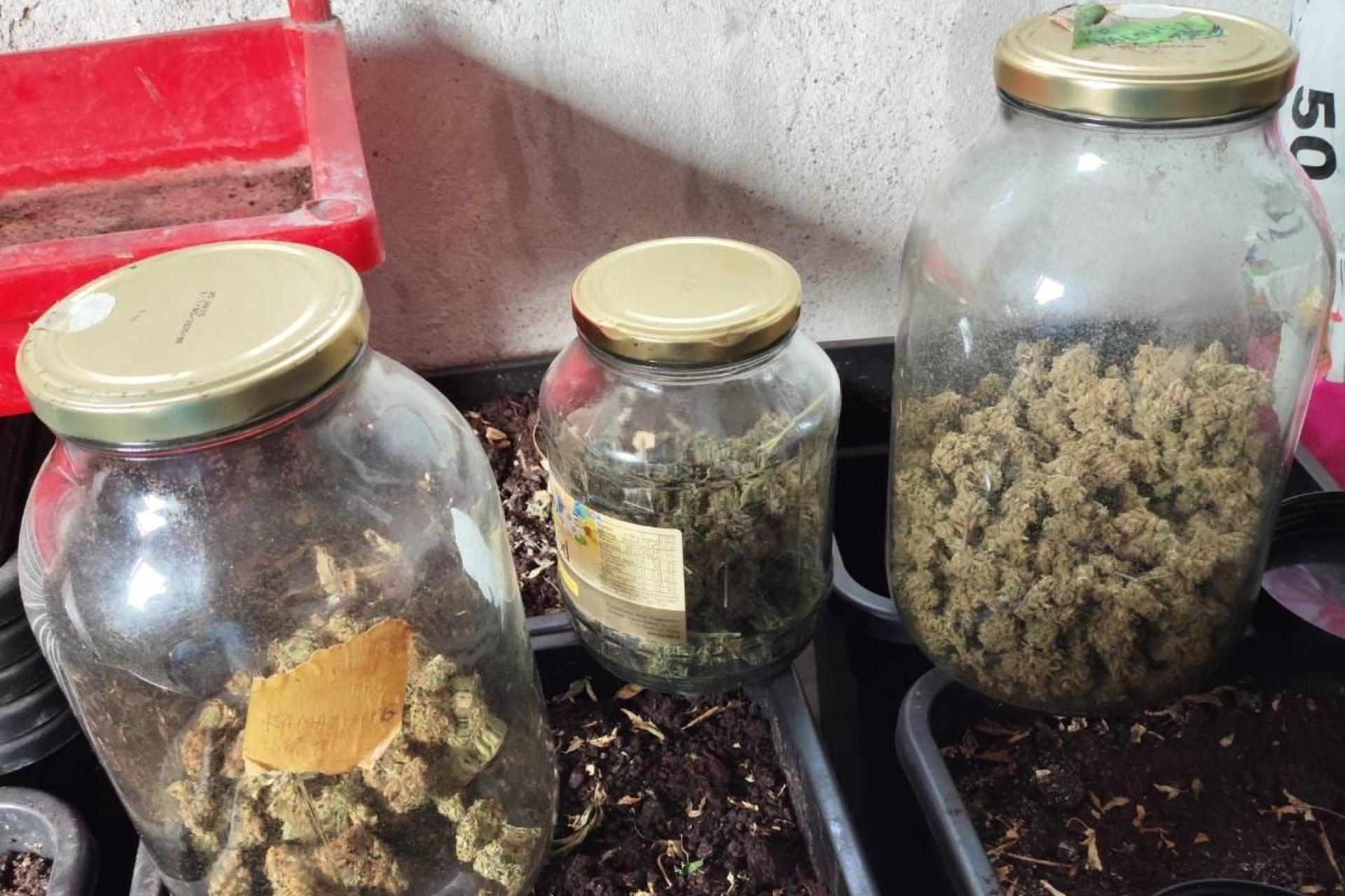 13 krzaków i prawie kilogram marihuany. Plantacja w powiecie krakowskim zlikwidowana