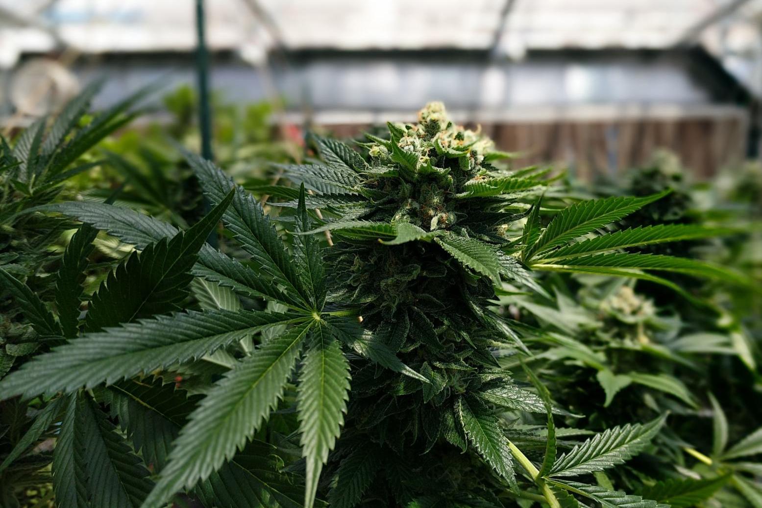 Medyczne konopie w Polsce. Mateusz Klinowski: ?Potrzebujemy nowego modelu regulacji?