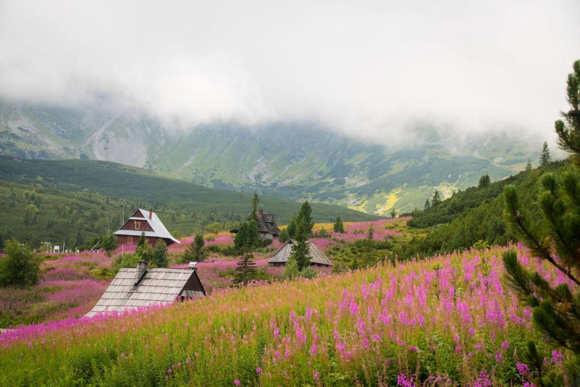 Były fioletowe Krokusy, a teraz w Tatrach czas na... różowe dywany