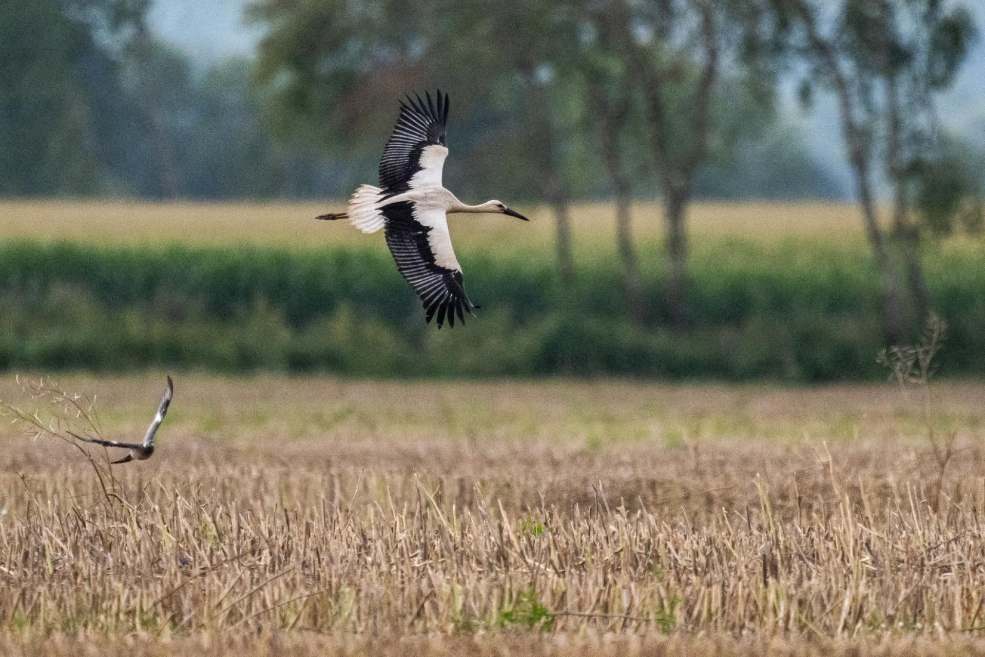 Bociany odlecą lada dzień