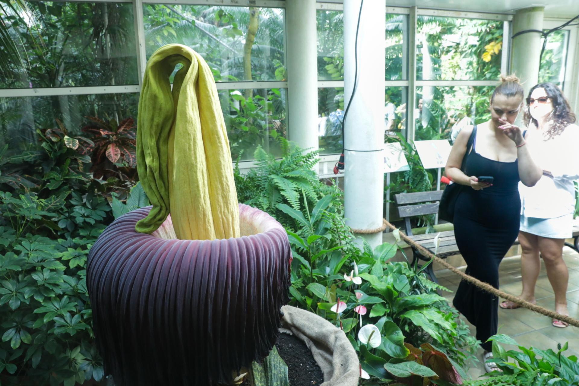 Zakwitł najbardziej śmierdzący kwiat ? dziwidło olbrzymie