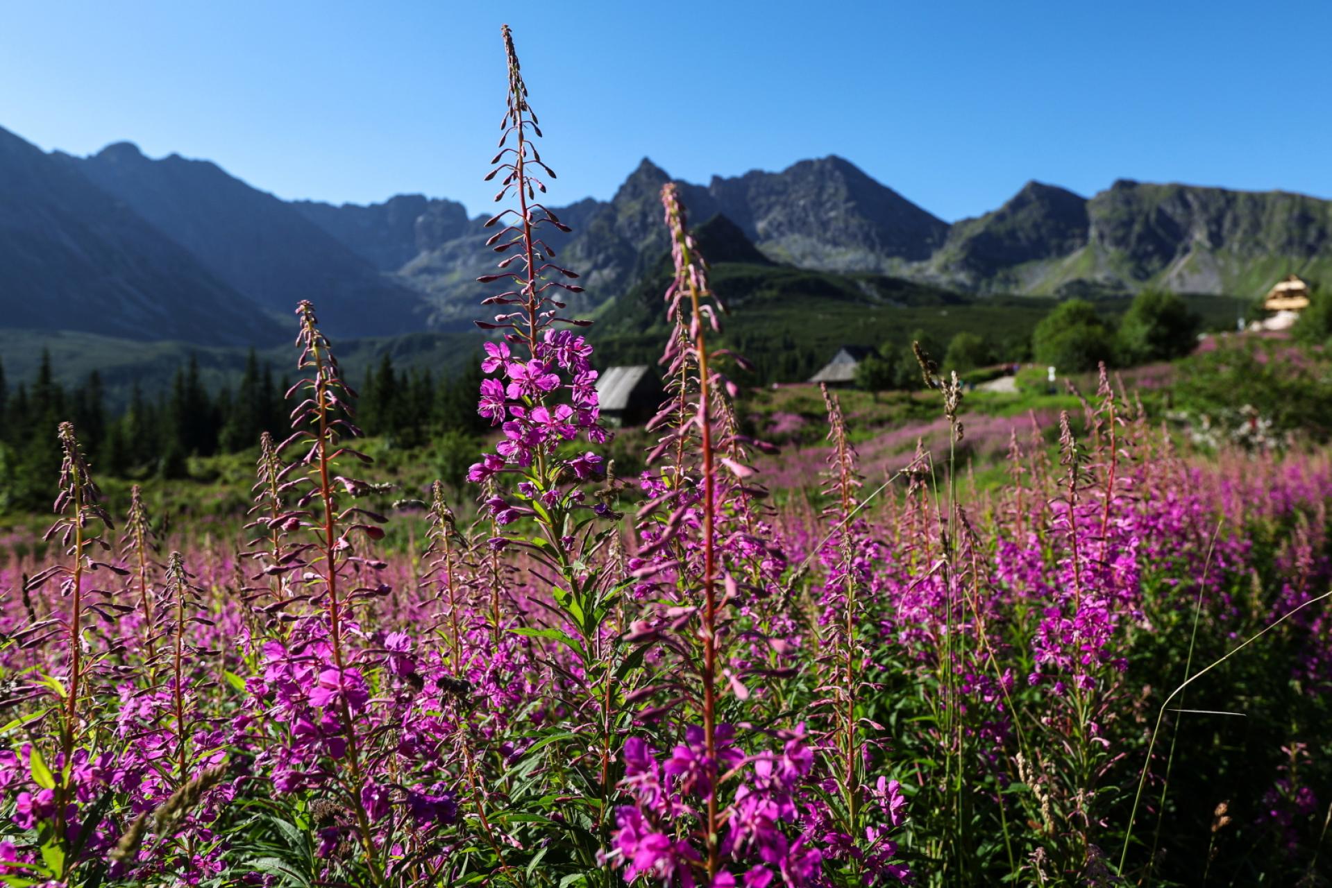Barwne dywany w Tatrach. Kwitnie wierzbówka kiprzyca