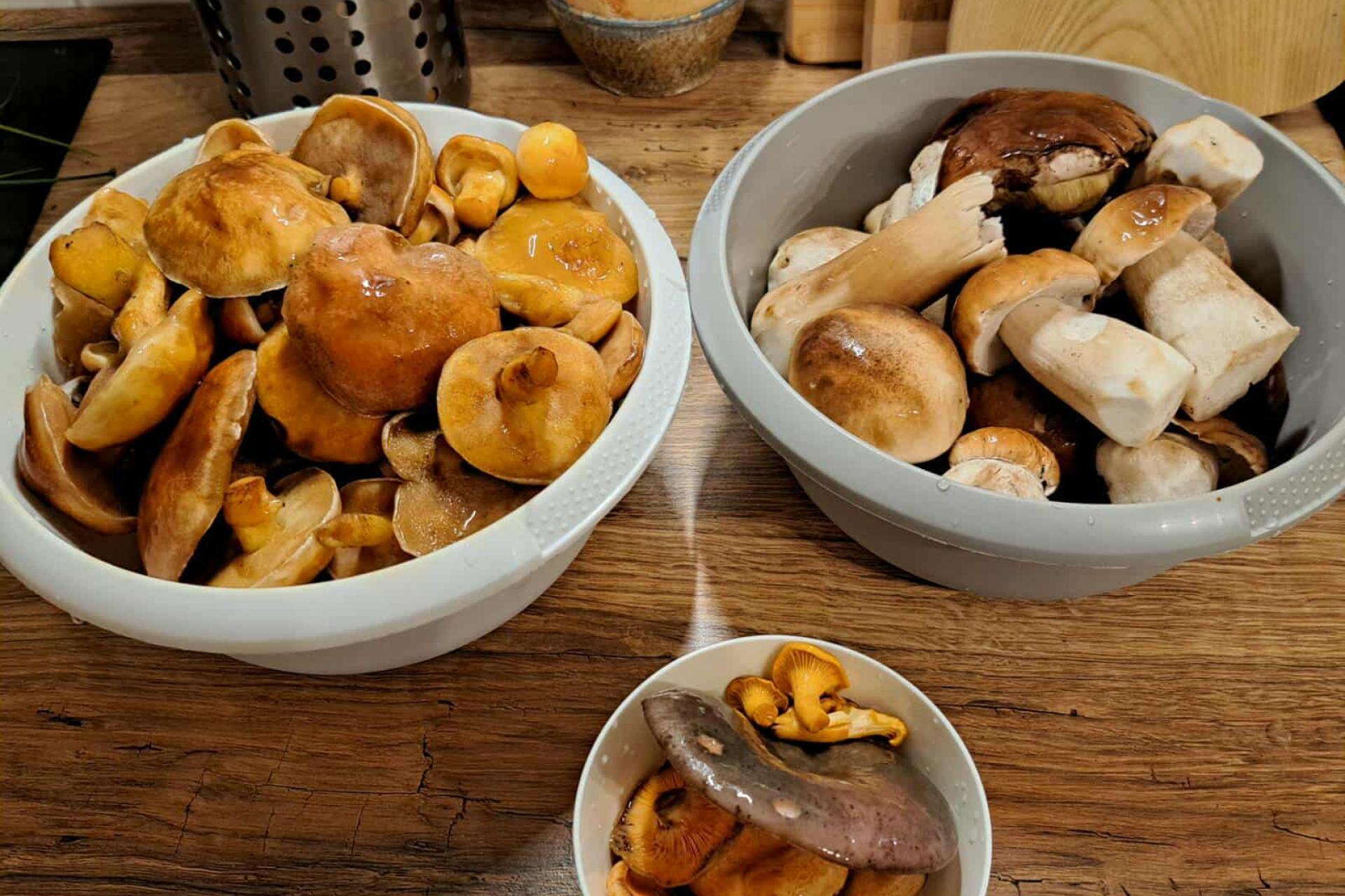 Na grzybowe żniwa z koszykiem, a nie z foliową torbą.