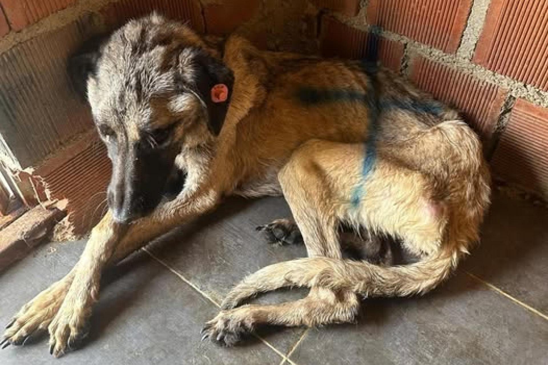 Psy skazane na śmierć.Dramat bezdomniaków w Turcji