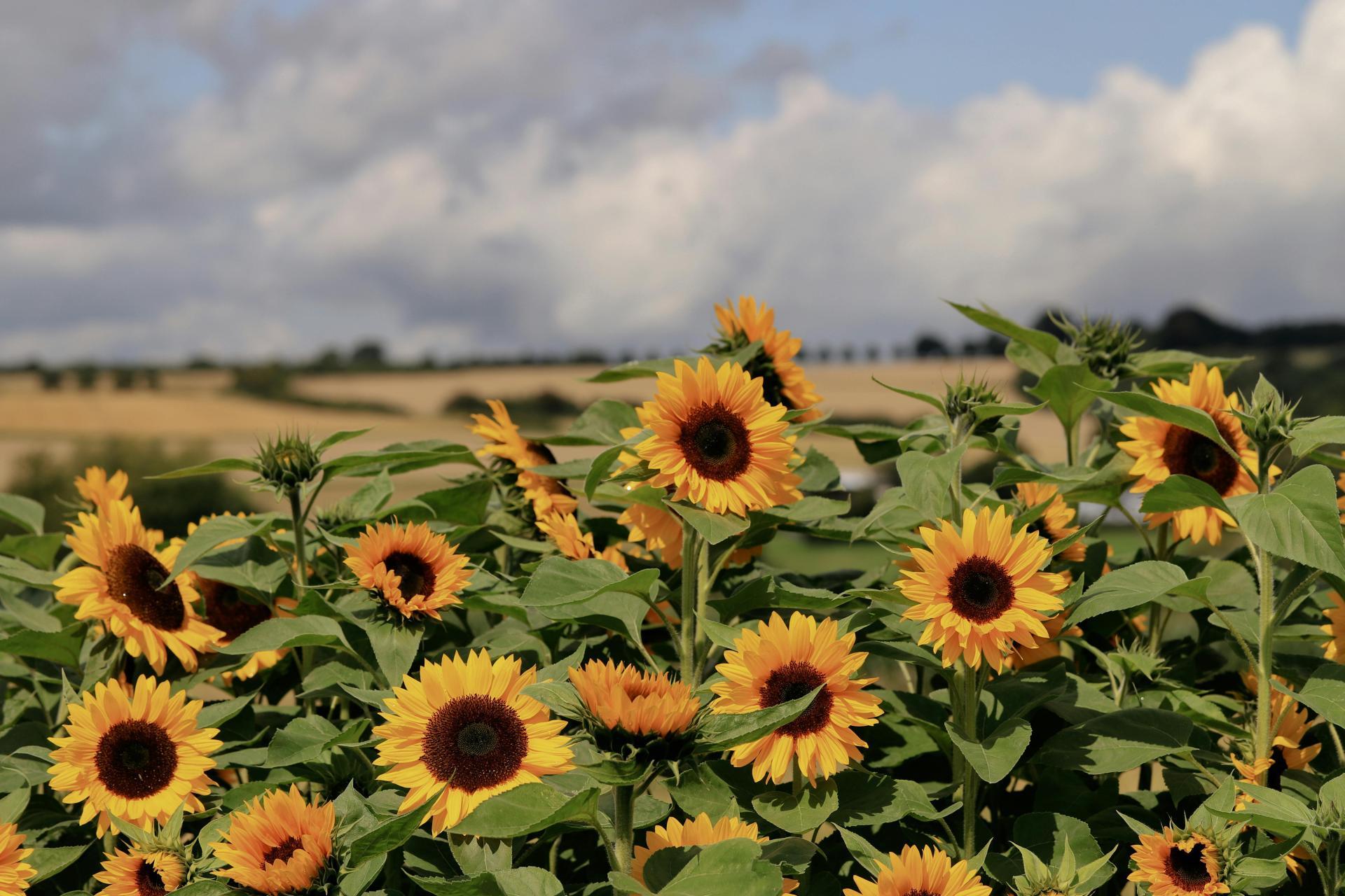 Synoptyk IMGW: w sobotę ciepło, a w niedzielę wietrznie