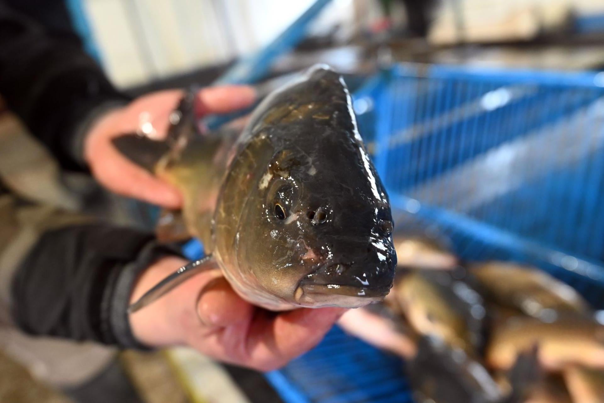 Ryby głosu nie mają? Karp z Zatora ma, gościł choćby na antenie Radia Kraków