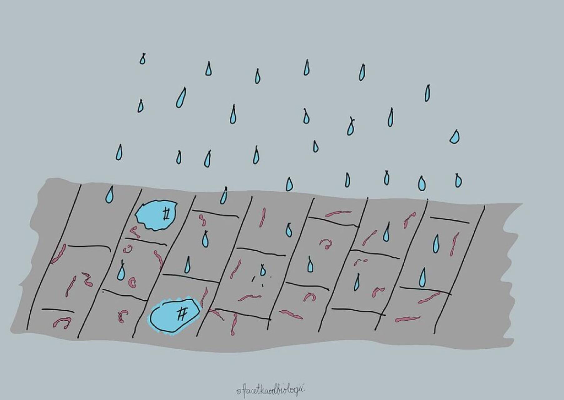 Dlaczego dżdżownice wchodzą na mokry asfalt?