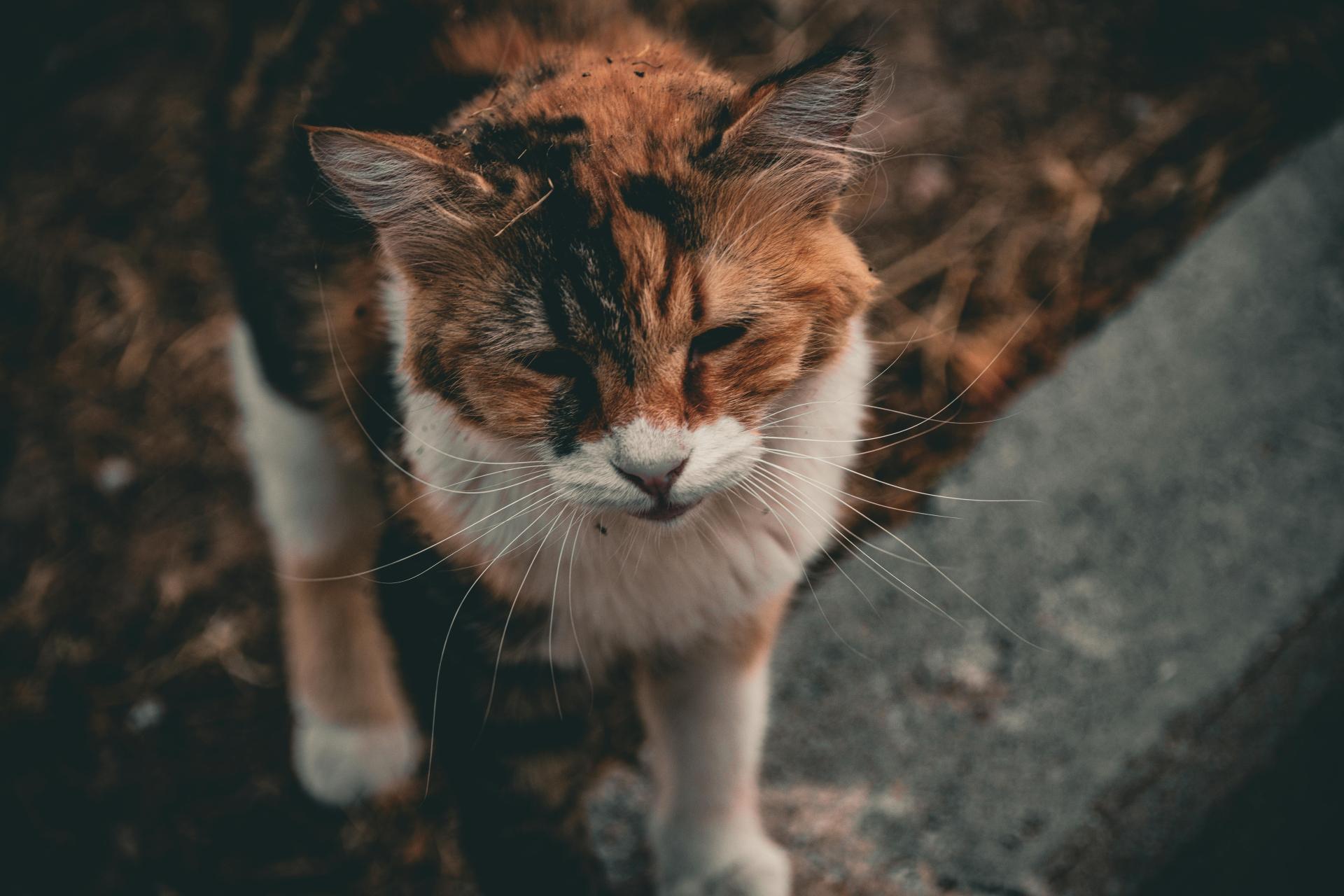 Weterynarz: w czasie upałów dbajmy o zwierzęta tak, jak o siebie