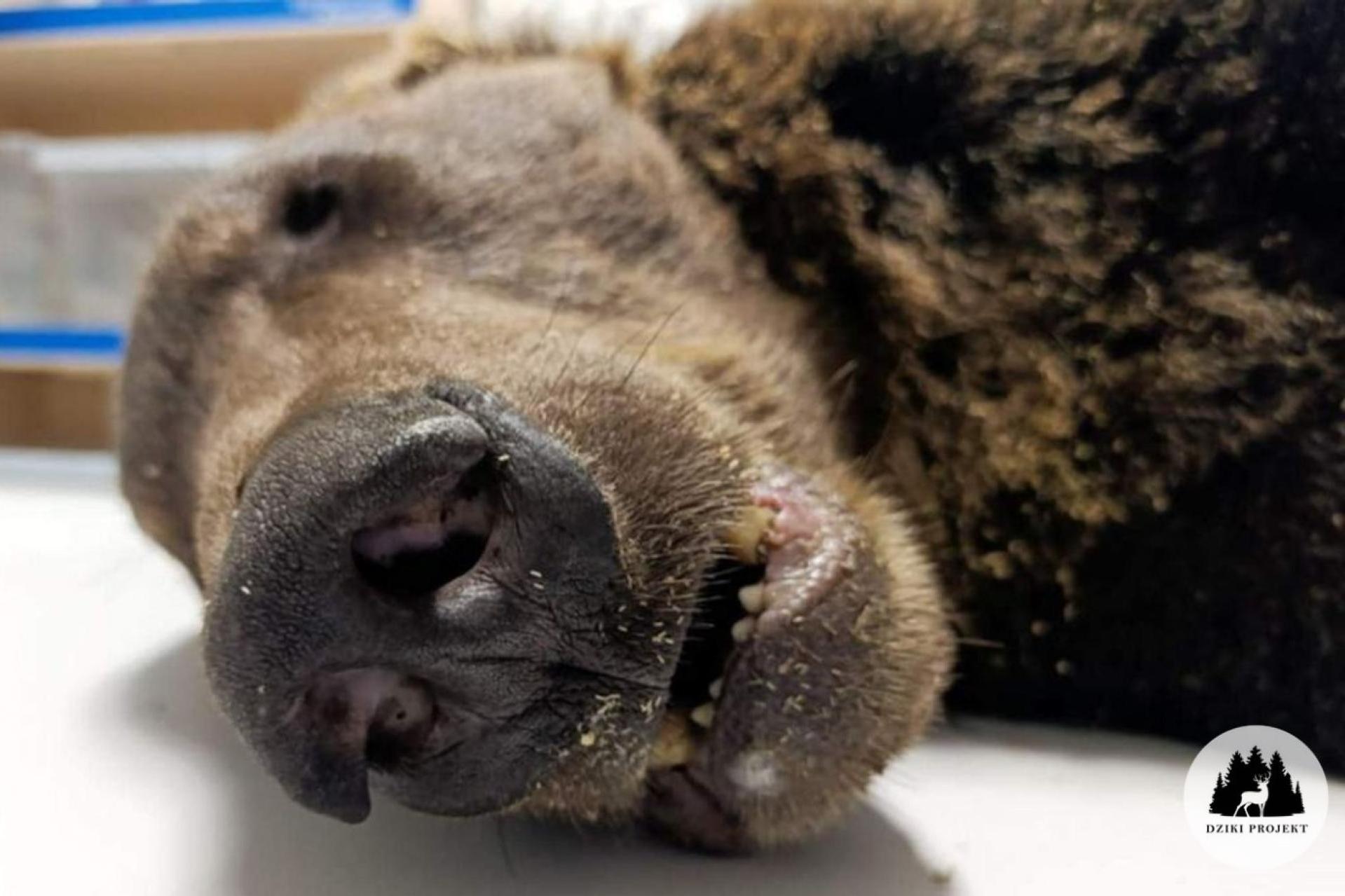 Martwy niedźwiedź w Magurskim Parku Narodowym. Śledztwo ws. postrzelenia zwierzęcia