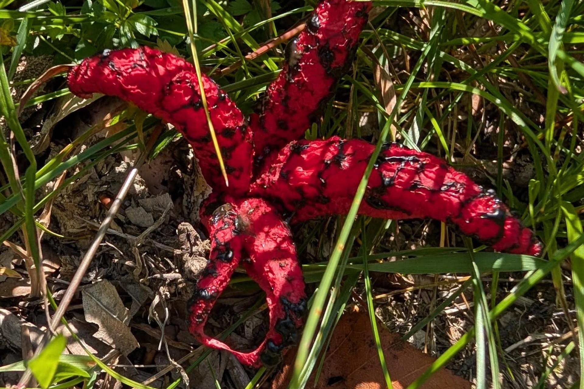 Na Sądecczyźnie pojawiły się "palce diabła"
