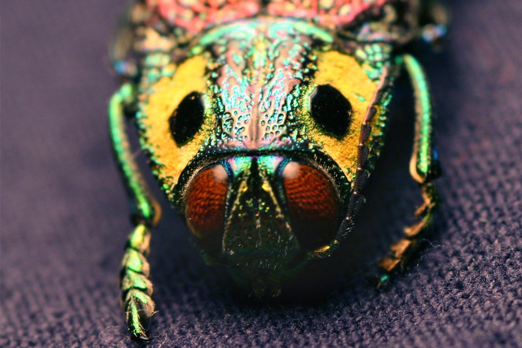 W jałowcach się specjalizuje, ale lubi także cyprysy i tuje