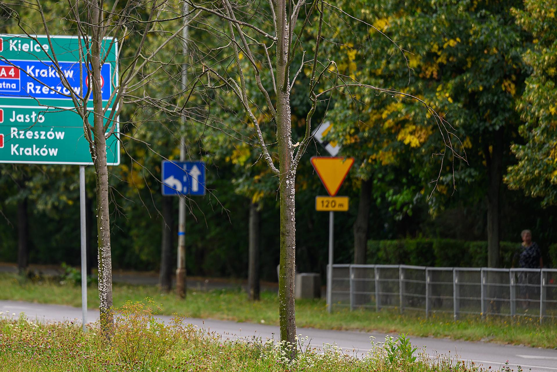 Tarnów: lipy za 10 tysięcy sztuka? uschły. Kto je teraz usunie?