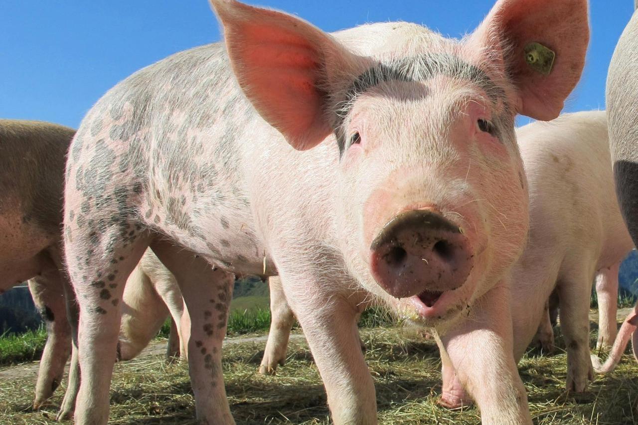 ?Świnia transgeniczna i przyszłość transplantologii. Prof. T. Schwarz: ksenotransplantacje nie skończą się na zastawkach?