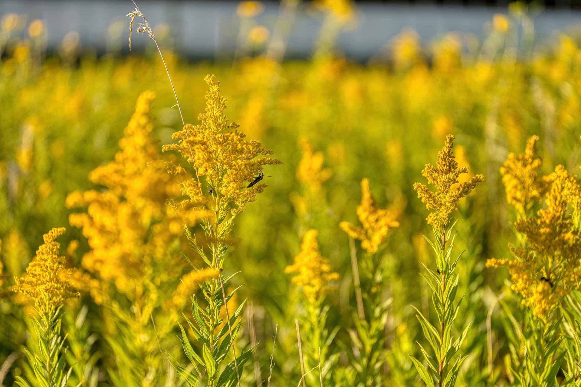 Pogodny piątek z dużą ilością słońca