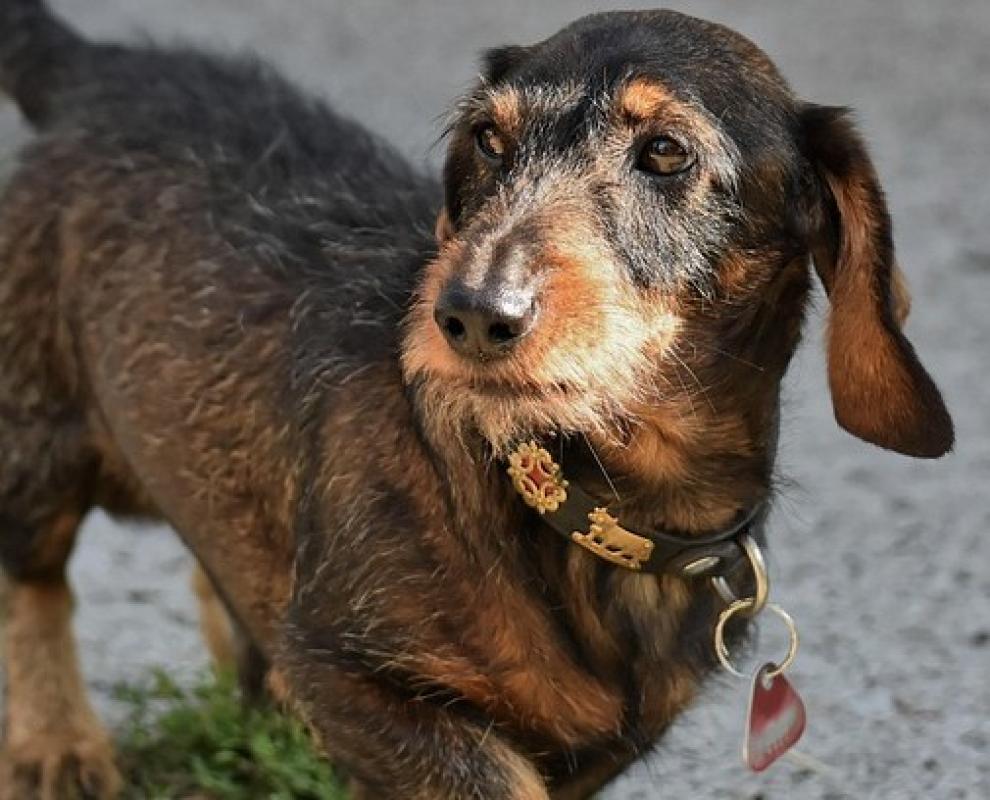 Kopią, ryją, drążą, czyli nie tylko o jamnikach!