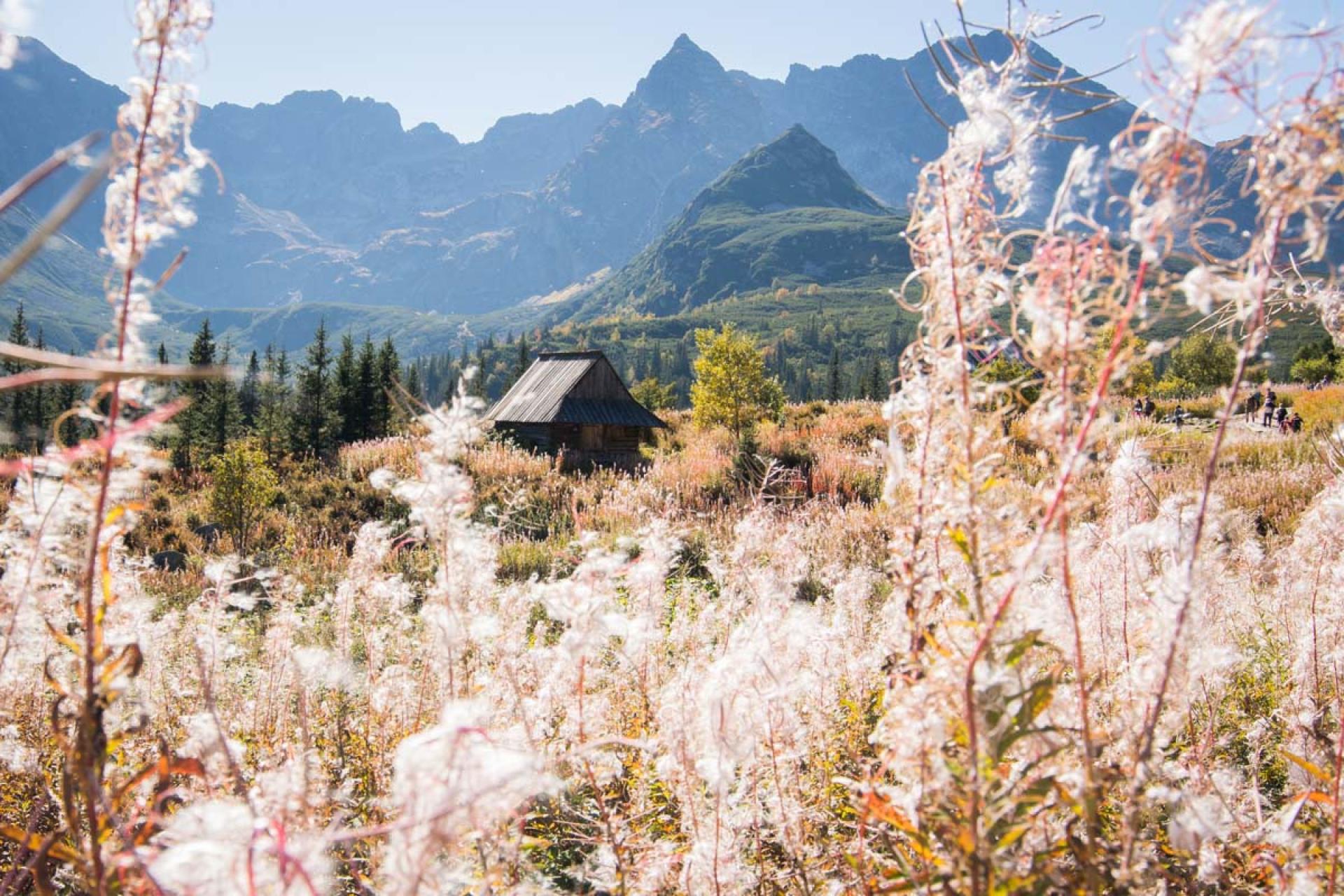 Rykowisko w Tatrach. Turyści mylą jelenie z niedźwiedziami