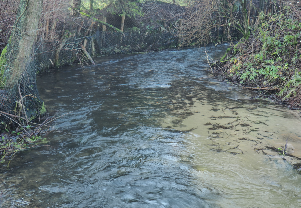 Potok Tarnówka we wsi Cieślin (fot. Drazewski/Wikipedia)