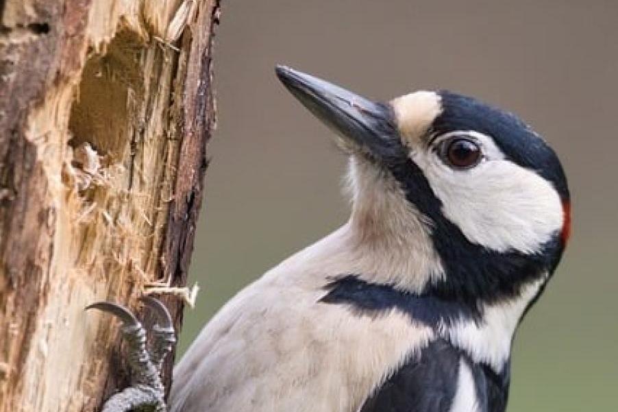 Ostre, śliskie, parzące, lodowate...czy one wiedzą o zagrożeniu?