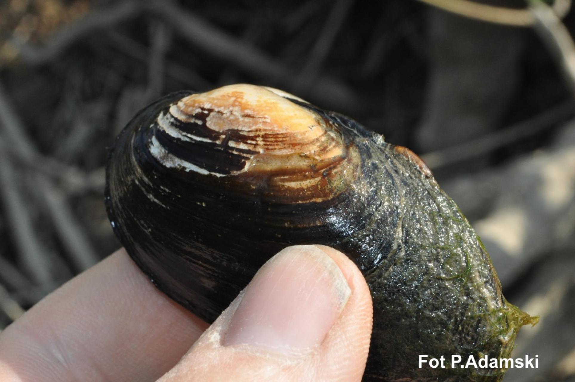 Małże znikają z europejskich rzek