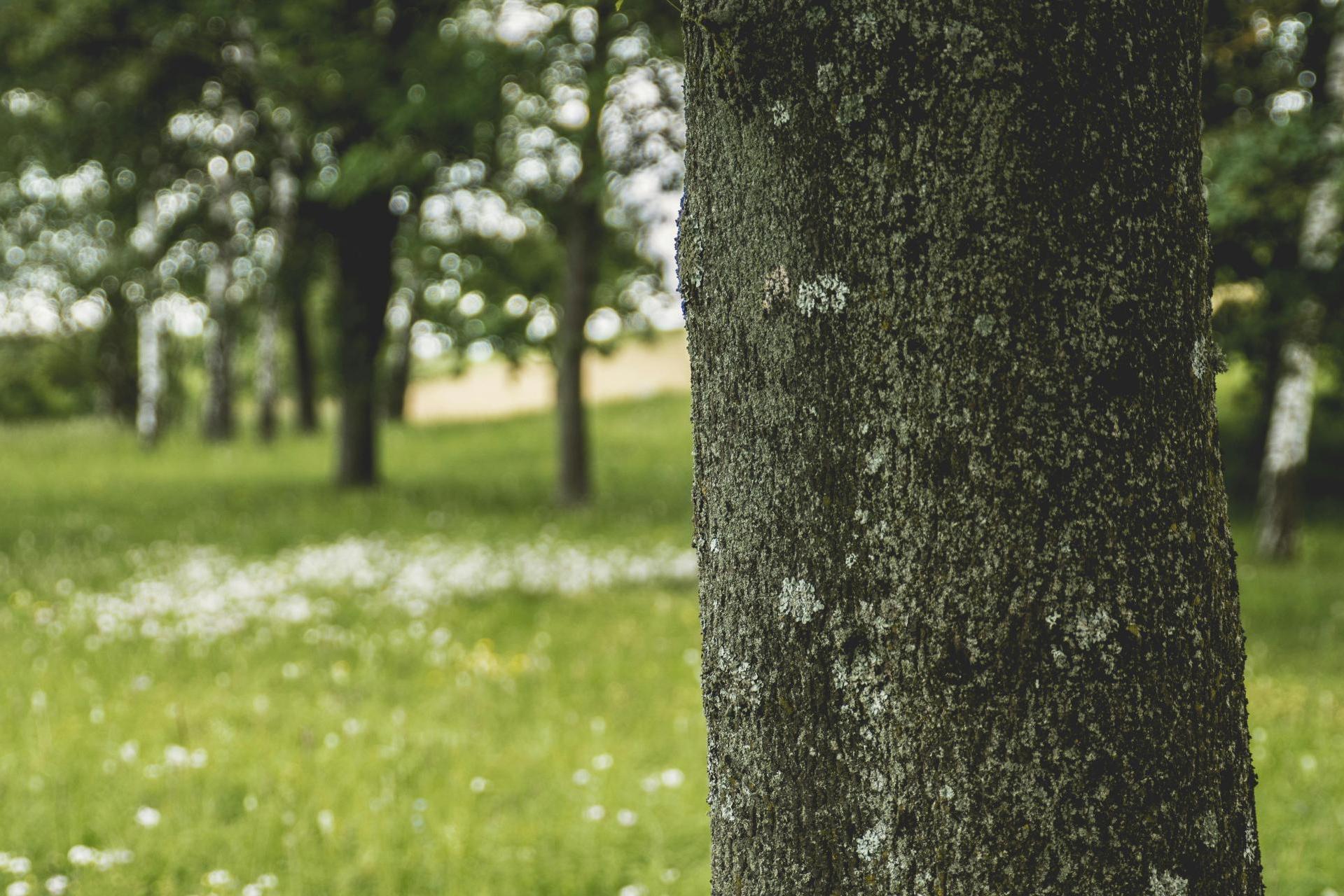 Kraków zmienia zasady informowania o wycinkach drzew. Tabliczki pojawią się bezpośrednio na pniach