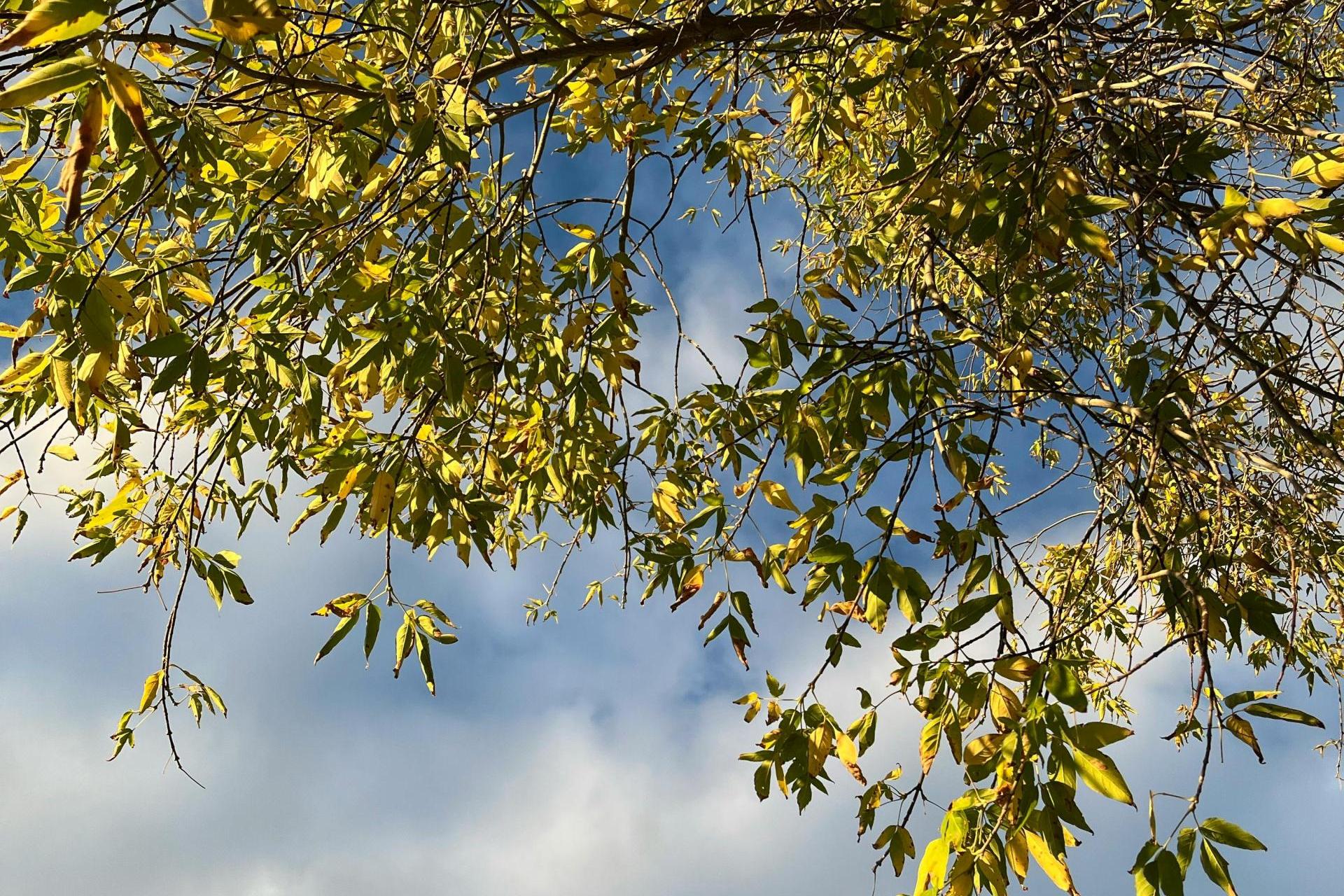 Zaniedbany teren zmieni się w park? Jest rezolucja radnych