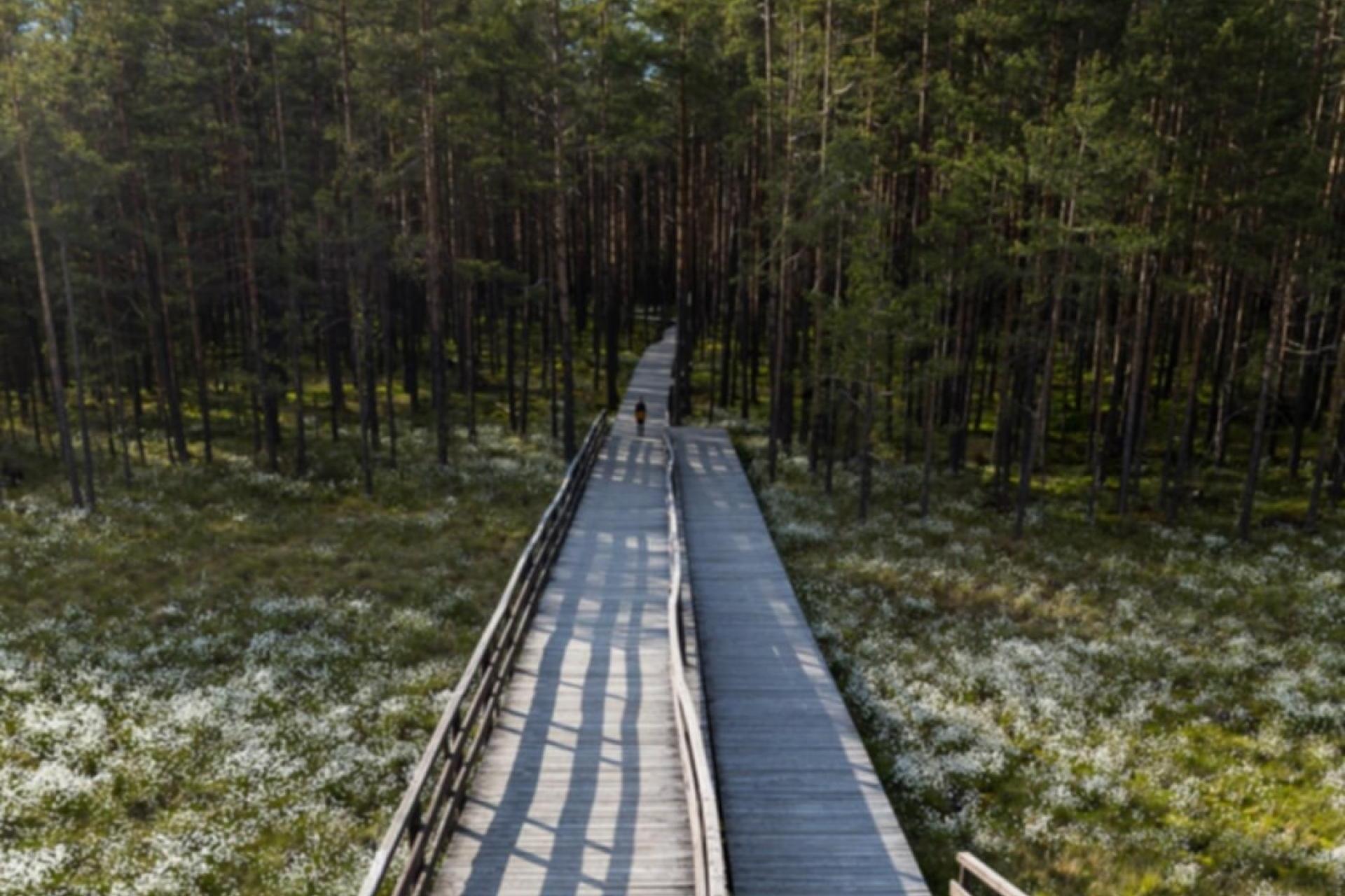 Bór na Czerwonem większy o 80 hektarów