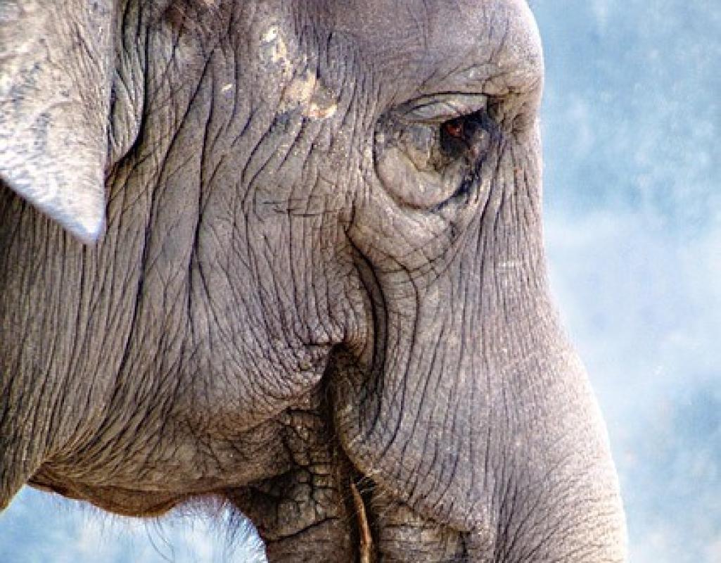 Pierwszy siwy włos na..psiej kufie