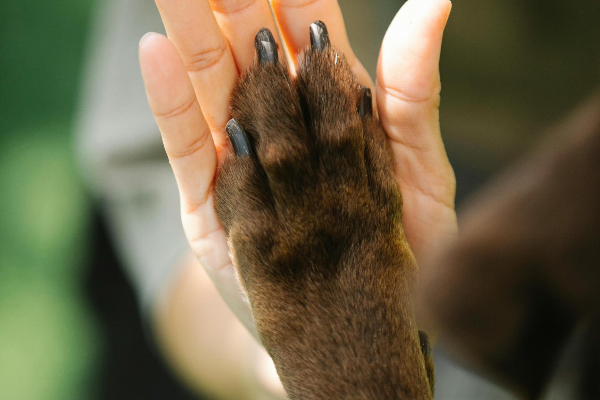 Pies utknął na półce skalnej. Z pomocą ruszyli strażacy