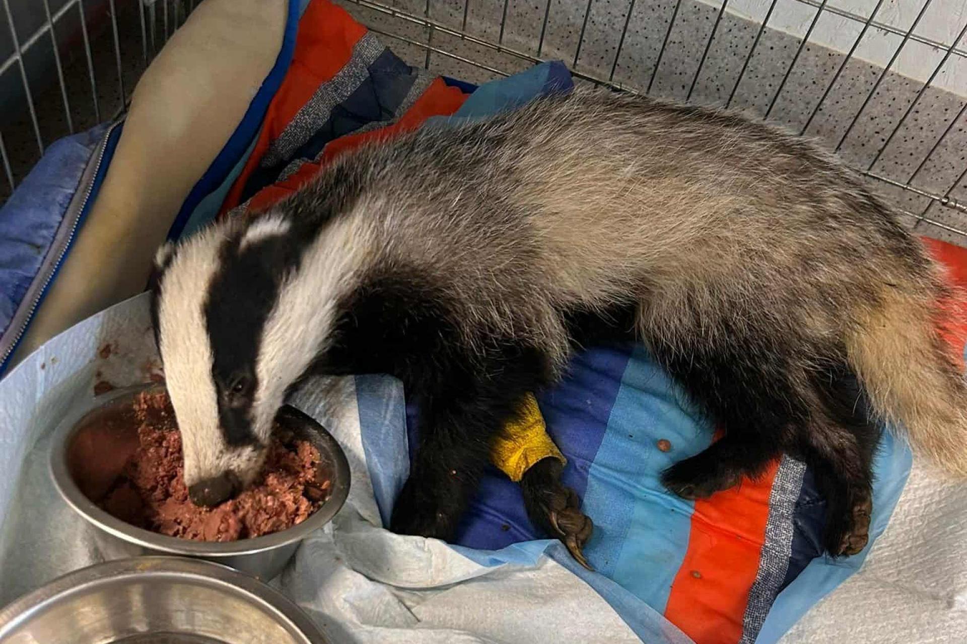 Borsuk błąkał się pod sklepem w Biertowicach. Zaopiekowali się nim wolontariusze