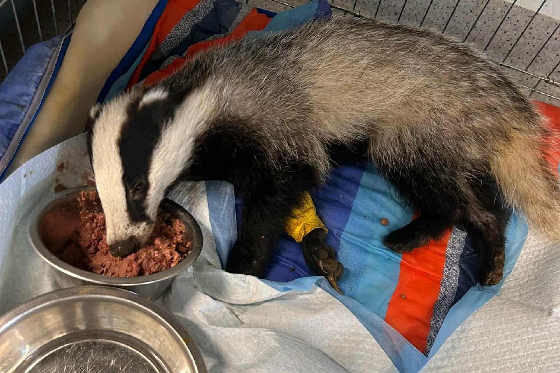 Bibi nie wróci na wolność. Borsuczki z Biertowic nie udało się uratować