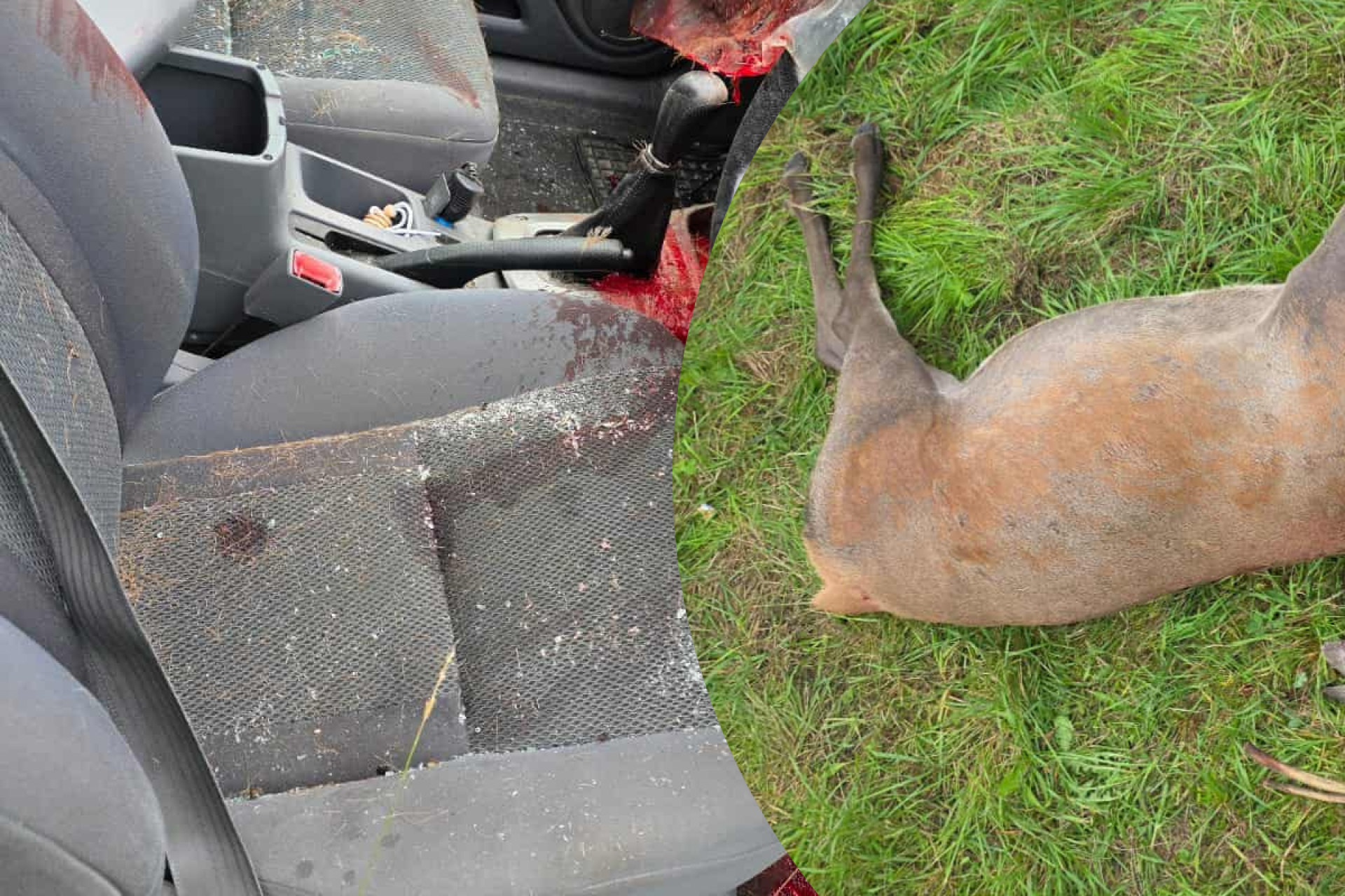 Grożny wypadek w Lubomierzu: jeleń wpadł do samochodu