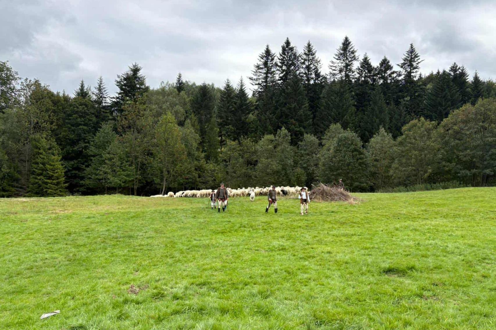 Heej, pora do zagrody! Jesienny redyk w Zawoi