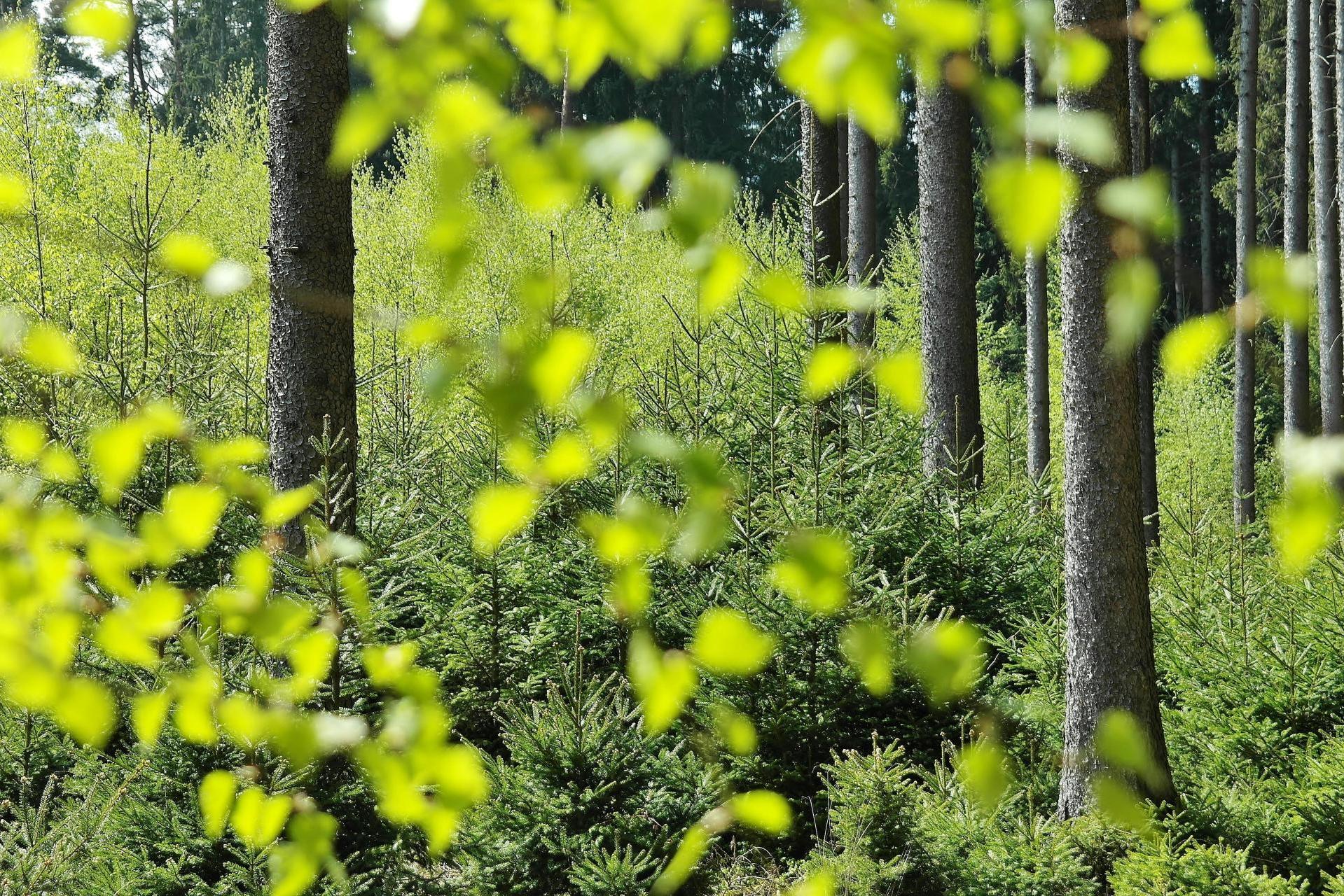 Dyrektor krakowskiego RDOŚ odwołany