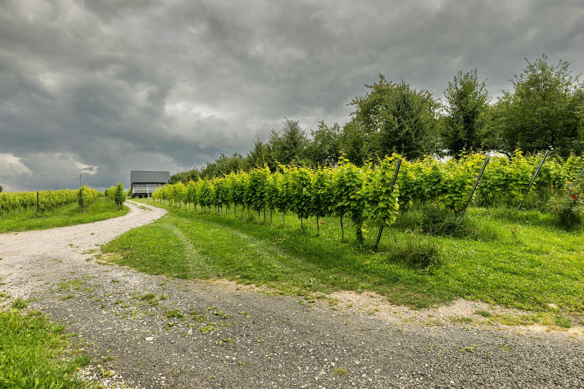 Spacer wśród lasów i winorośli