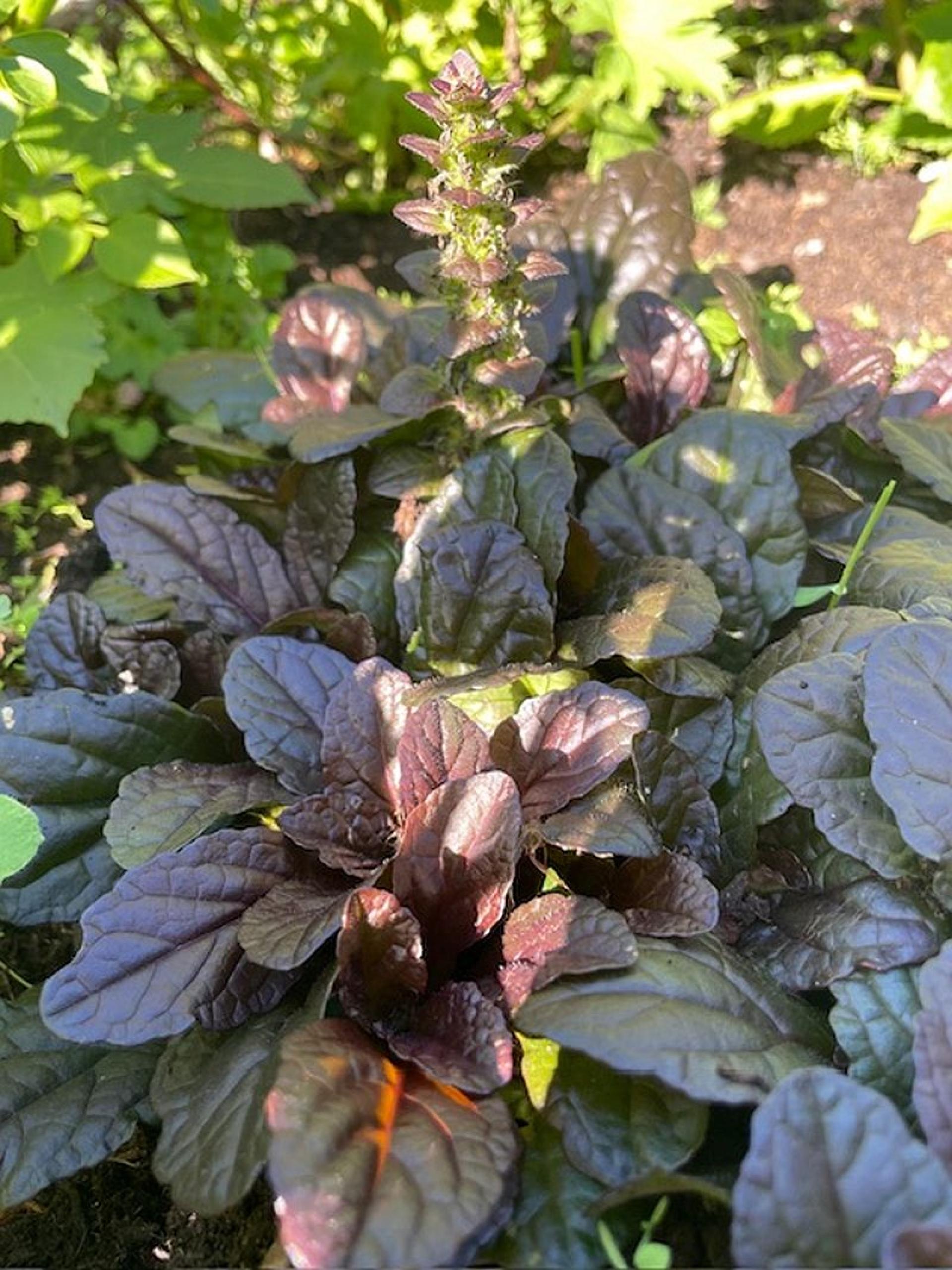 Dąbrówka rozłogowa gwiazdą kosmetologii