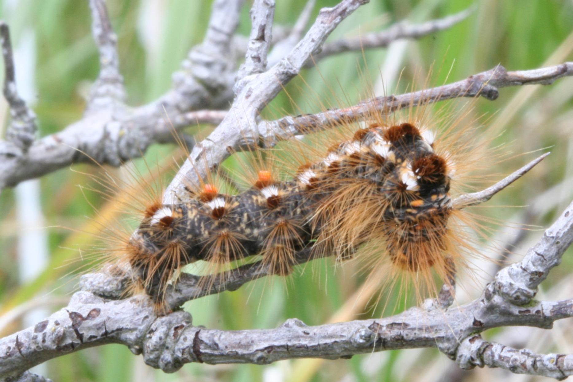 W świecie owadzim kolejny sezon dobiega końca