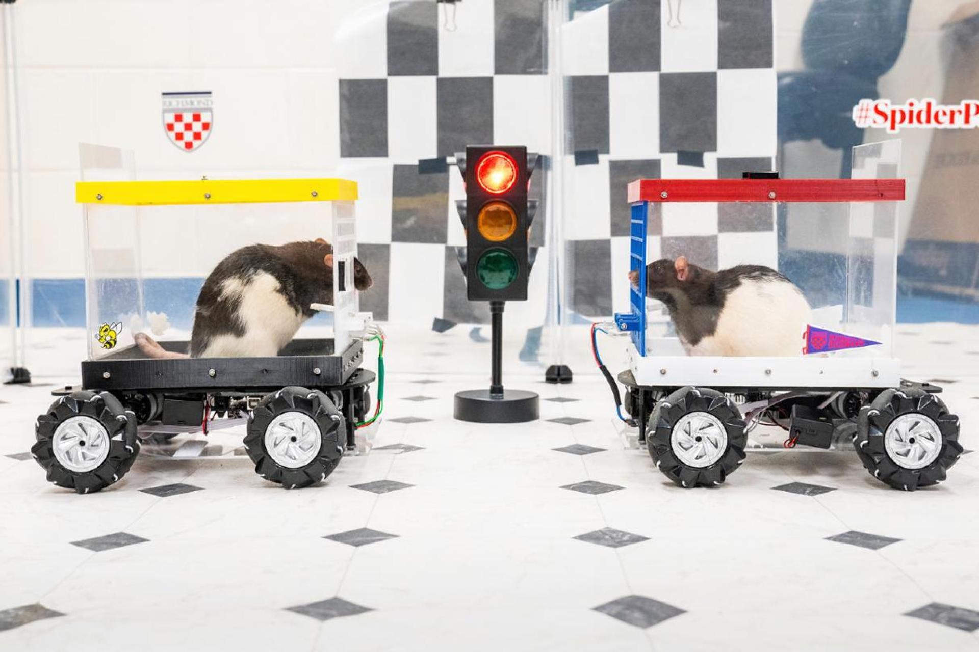 Absurdalne eksperymenty na zwierzętach ? nauka czy zabawa naukowców?