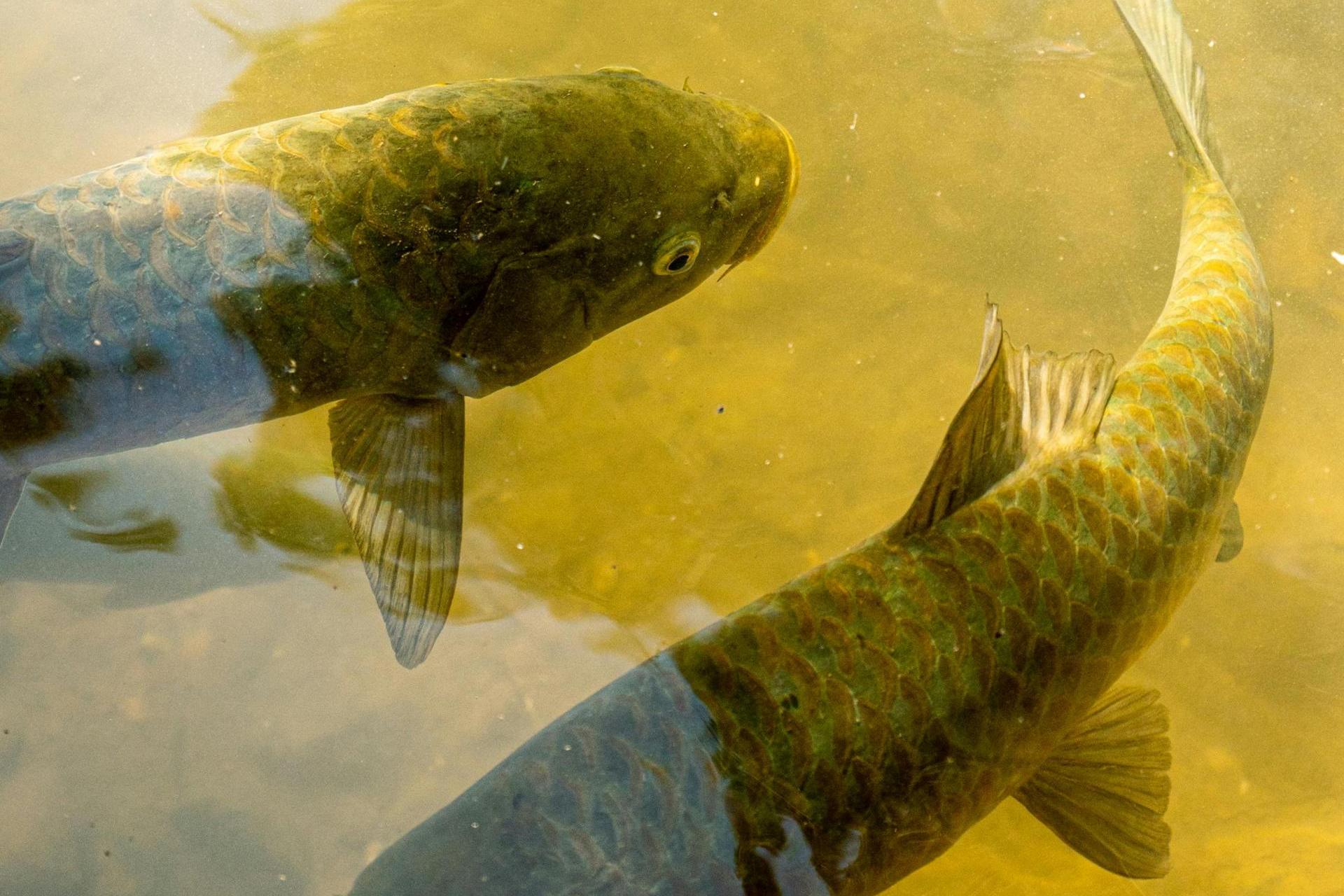 Kraków bez zakazu sprzedaży żywych ryb. Urzędnicy przekonują, iż handel odbywa się "zgodnie z regulaminem"