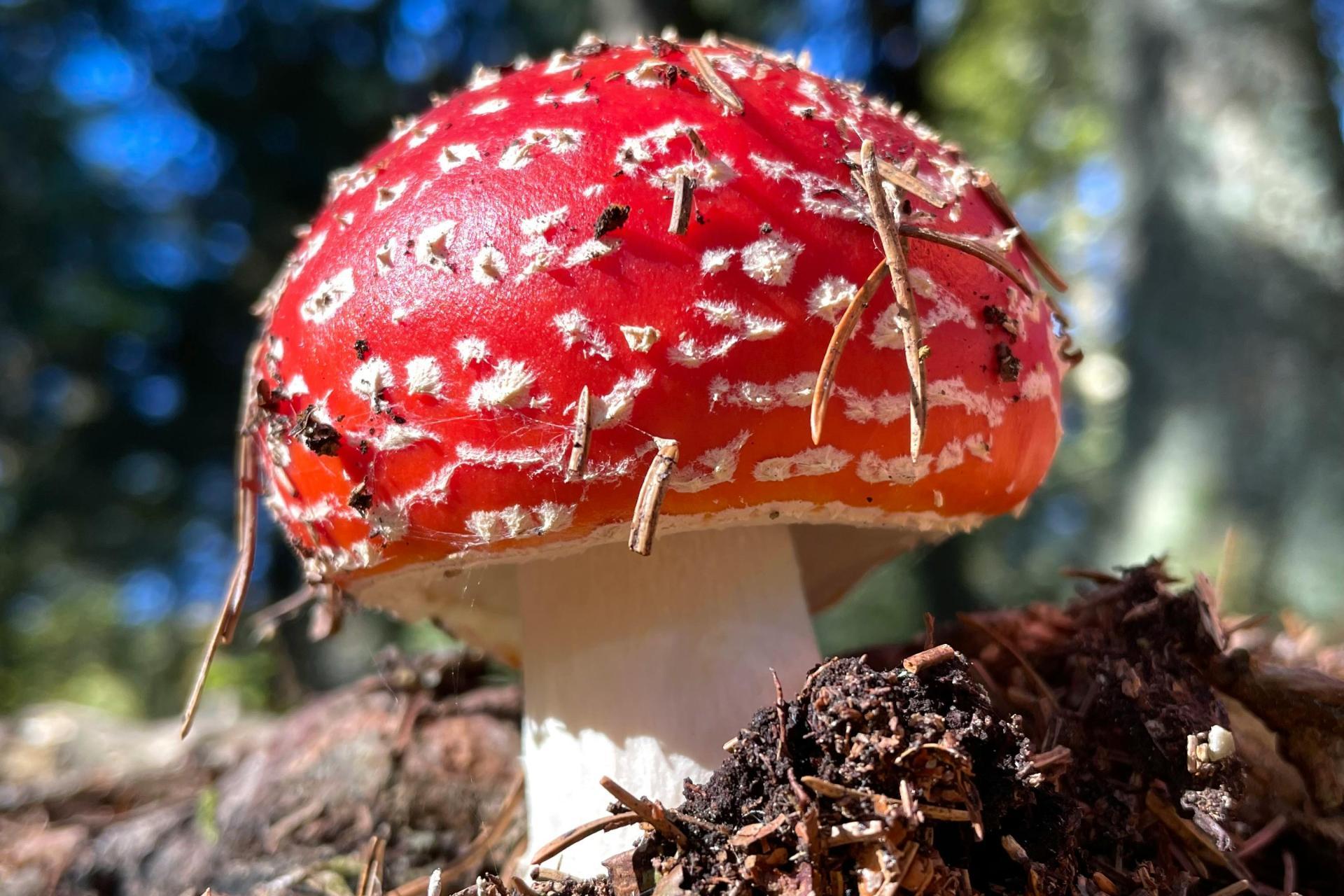 Bez owijania w folię: muchomor to trucizna