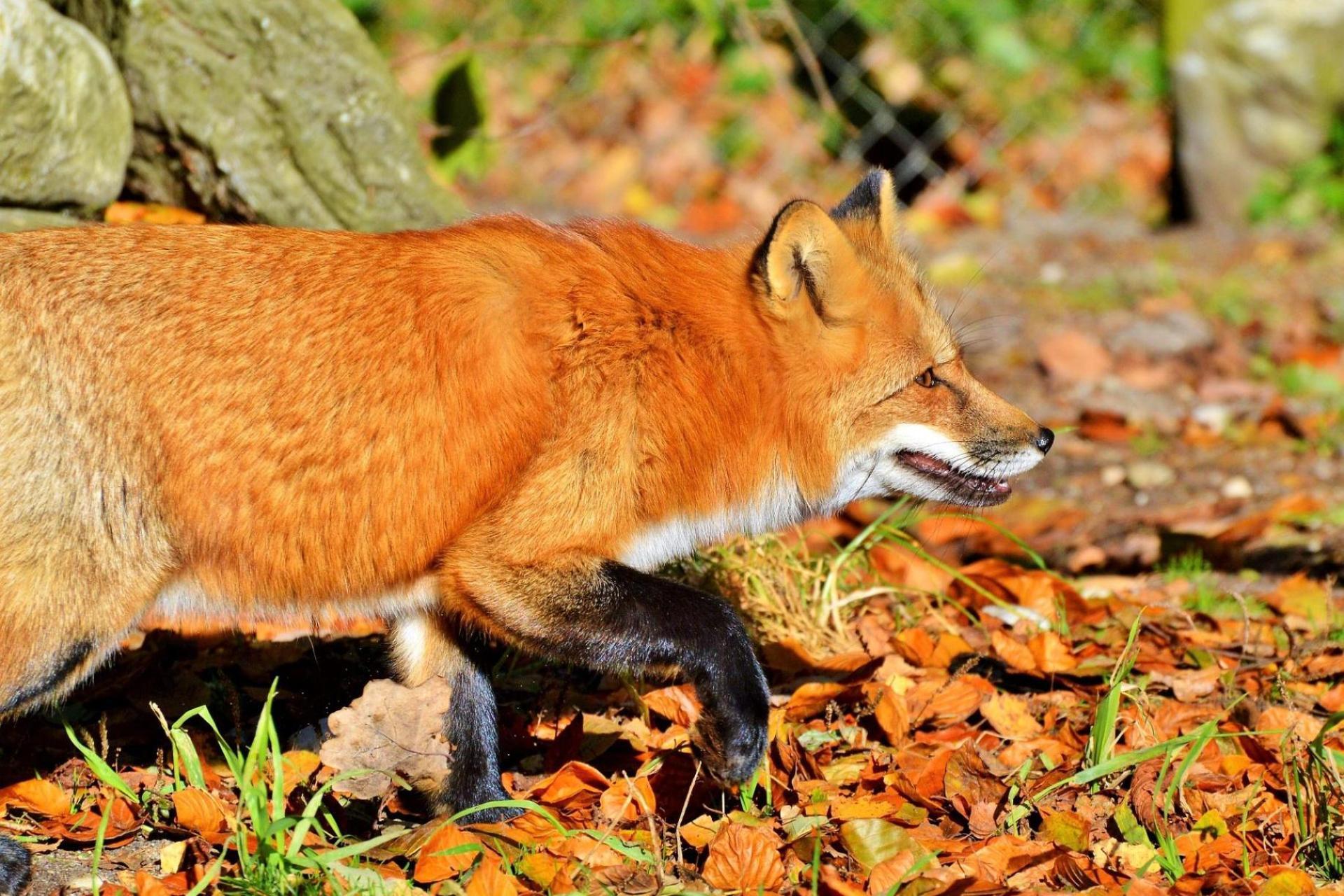16 października w Małopolsce ruszy szczepienie lisów przeciw wściekliźnie. istotny apel dla właścicieli zwierząt