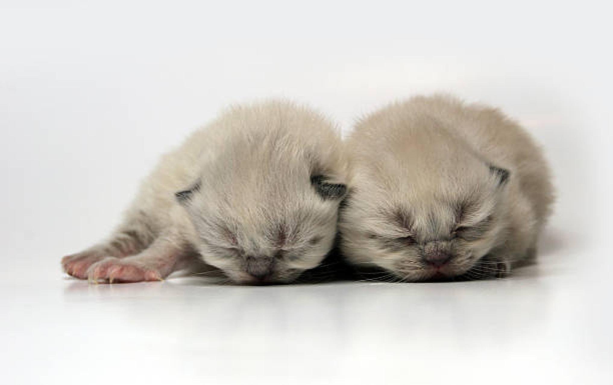 Dzikie i domowe...czyli nie tylko o kotach