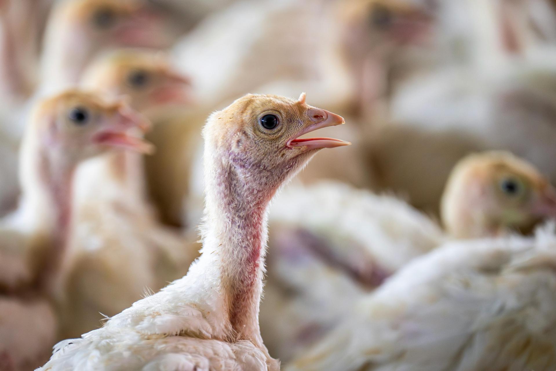 Prawnicy na rzecz zwierząt. Kiedy prawo staje po stronie słabszych