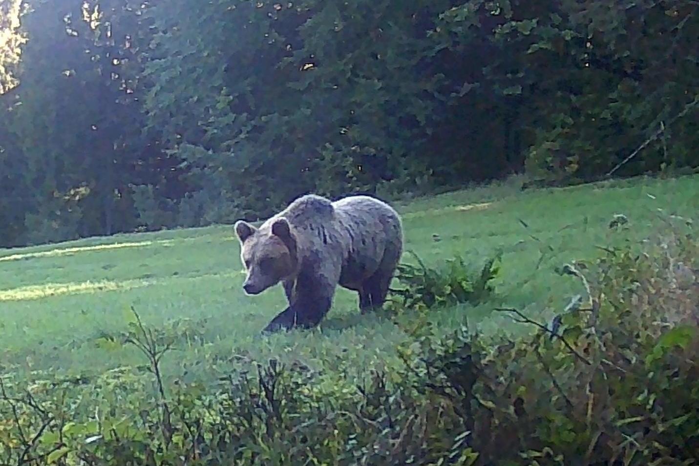 Niedźwiedź pod Eliaszówką. Apel do turystów: zabierajcie śmieci ze sobą