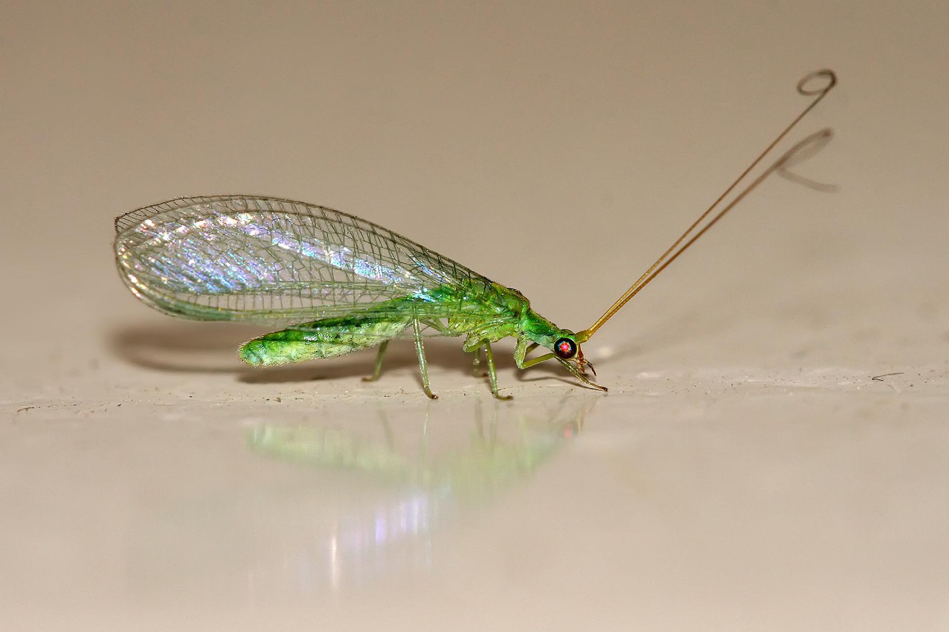 Owad potrafi się przystosować, więc wpada, aby coś przekąsić, ogrzać albo przezimować