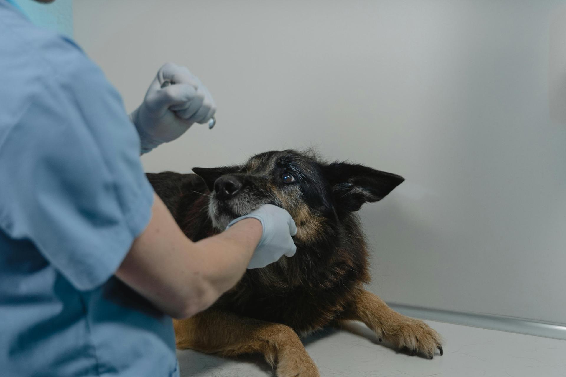 "O godne życie...". Pracownicy krakowskiego schroniska dla zwierząt publikują w internecie petycję