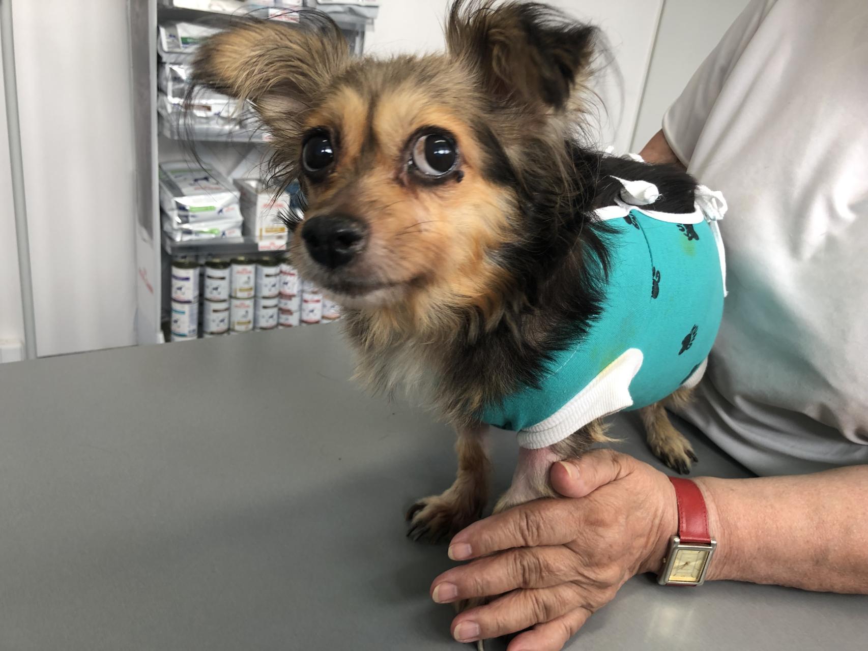 Jacy bylibyśmy i kim bylibyśmy , gdyby nie zwierzęta?