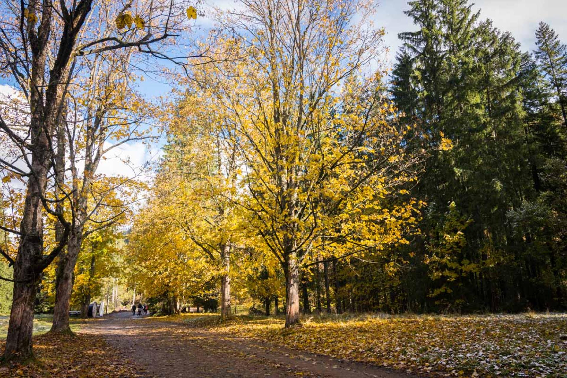 Czekaliśmy i się doczekaliśmy. Wszystkie odcienie złota w Tatrach