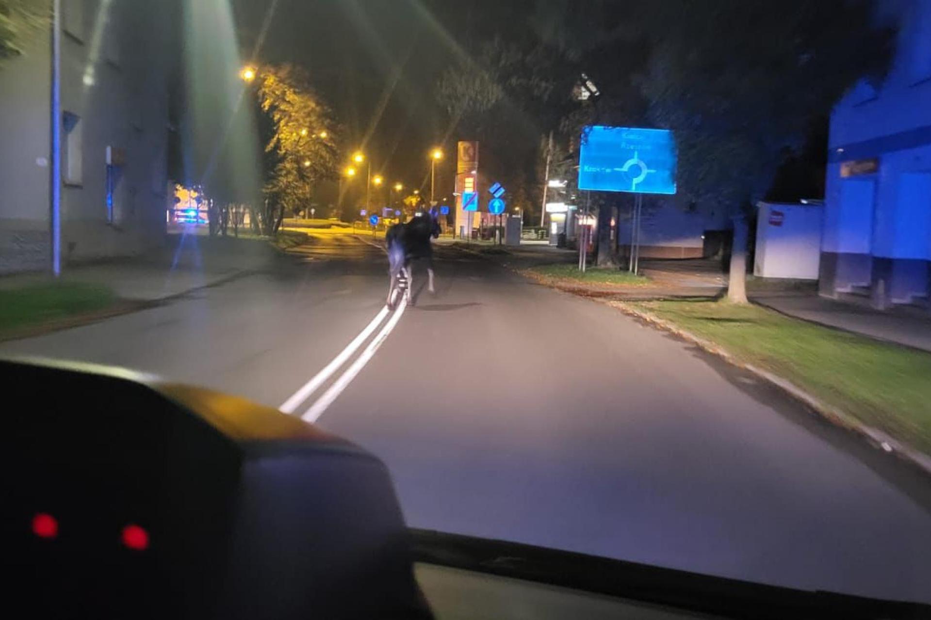 Łosie w Tarnowie i okolicach. Zwierzęta coraz częściej wychodzą na drogi