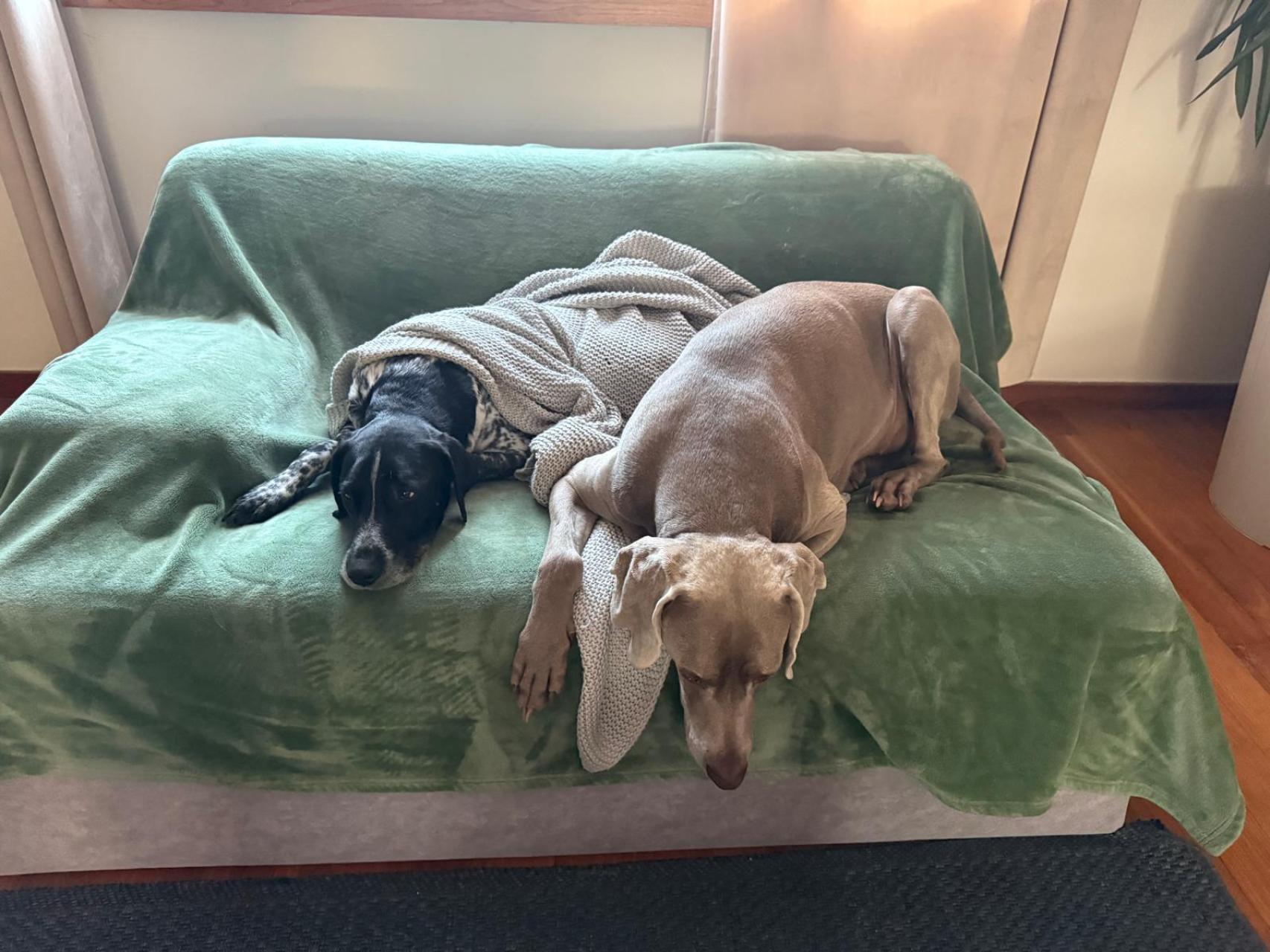 Jak nas (ludzi) widzą zwierzęta?